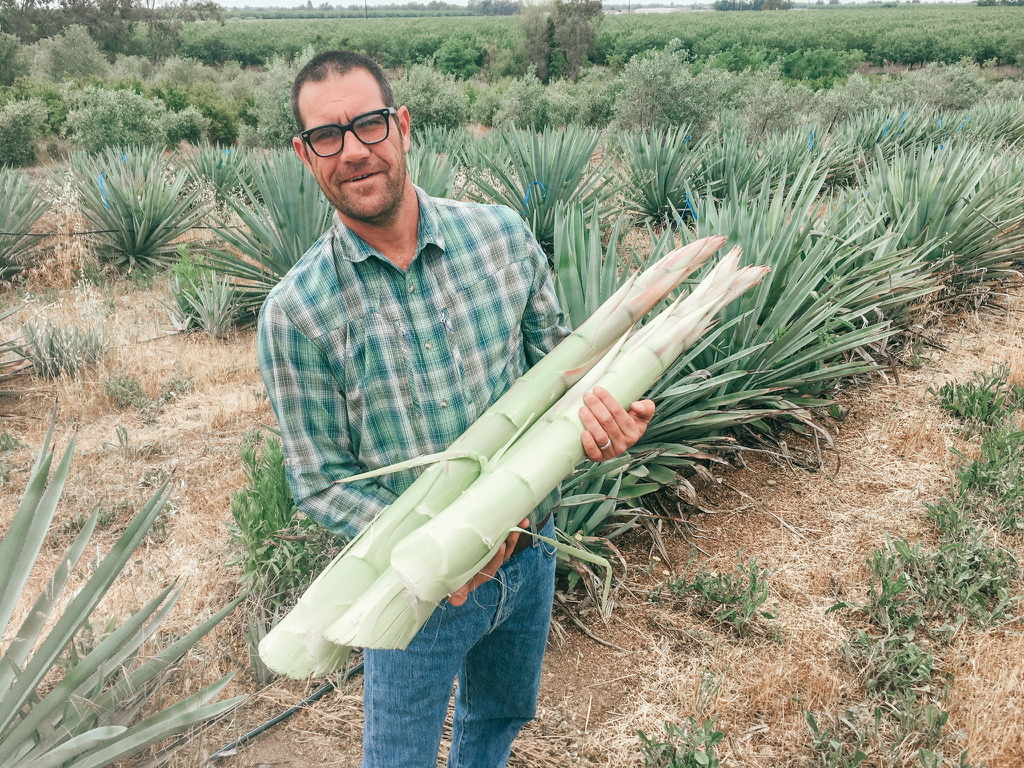Steve Vierra inspecting agave plants cultivated for California spirits production, Paso Robles